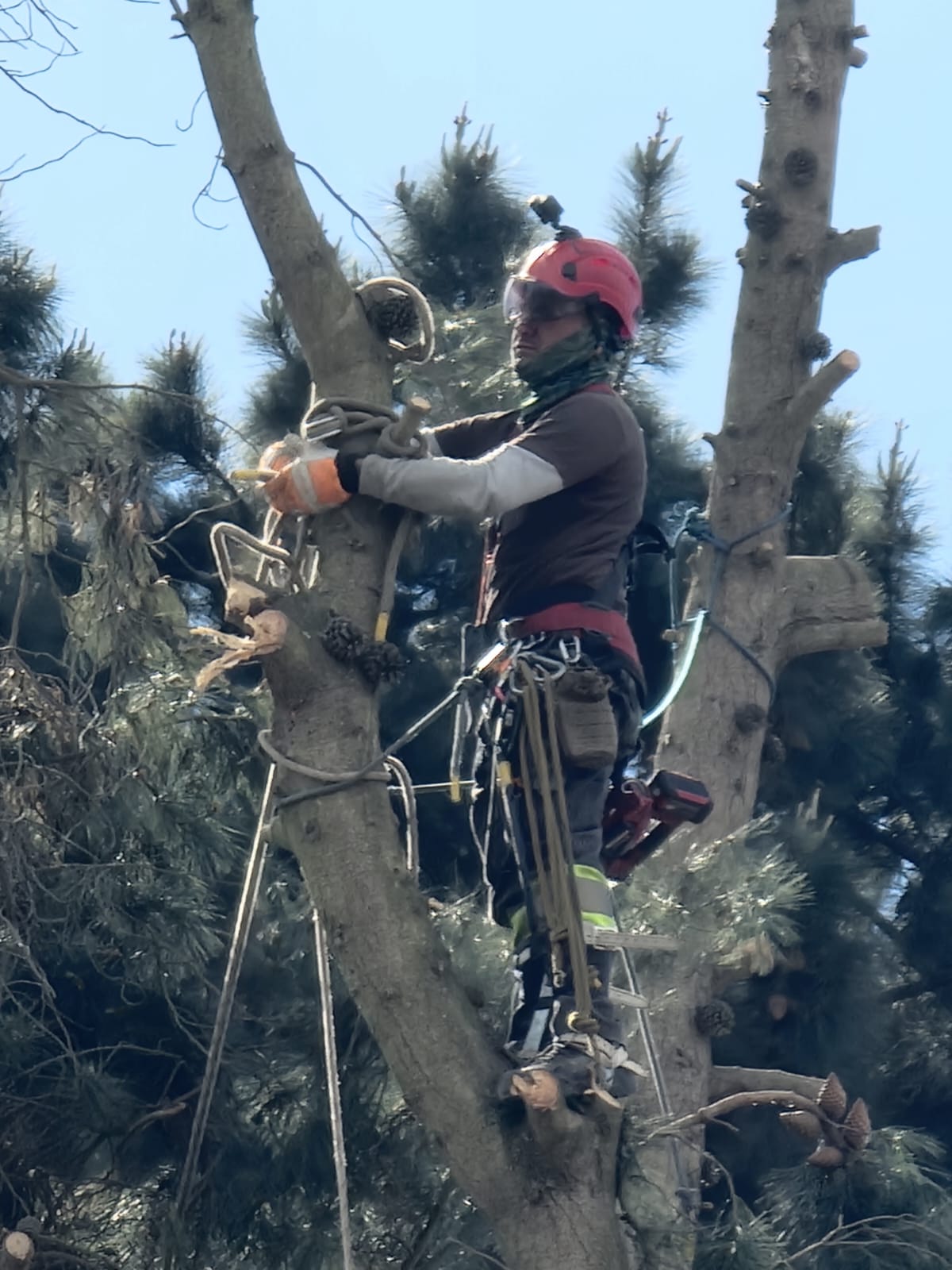MB Arboristas Chile - Santiago - Shrub Removal