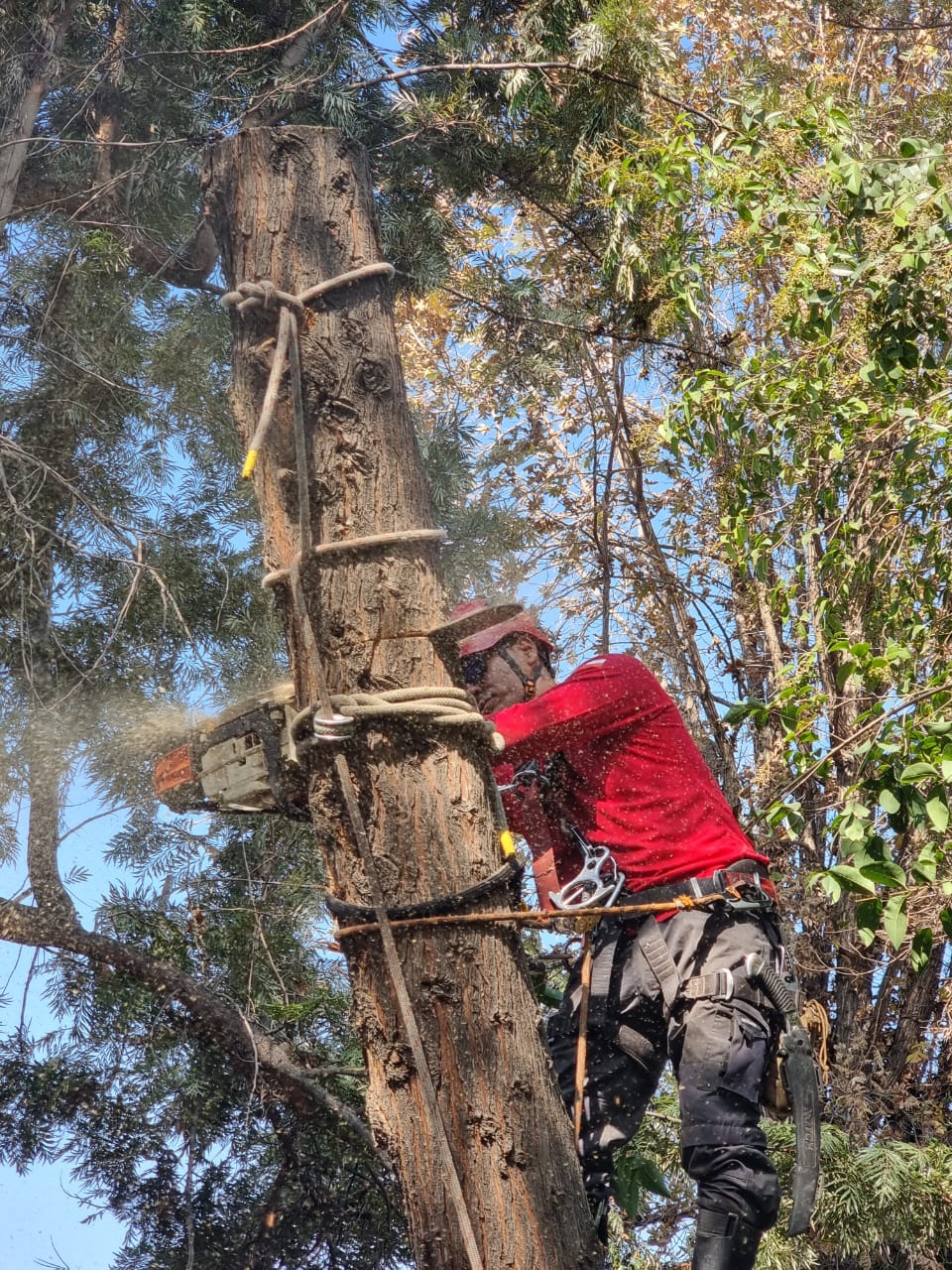 MB Arboristas Chile - Santiago - Seeding