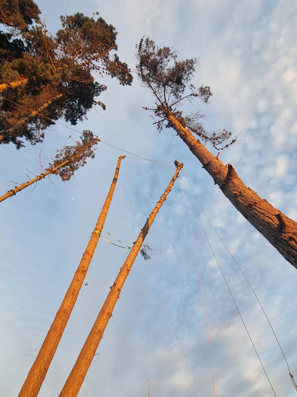 MB Arboristas Chile - Santiago - Lawn Mowing and Trimming