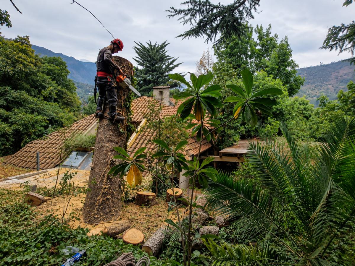 MB Arboristas Chile - Santiago - Tree Trimming and Maintenance