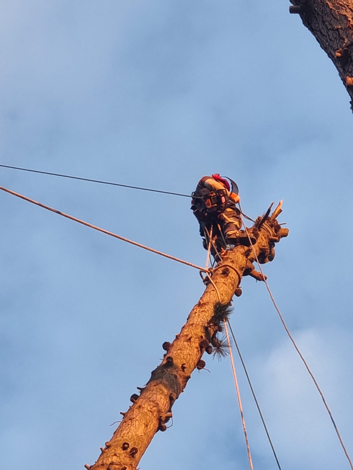 MB Arboristas Chile - Santiago - Aeration