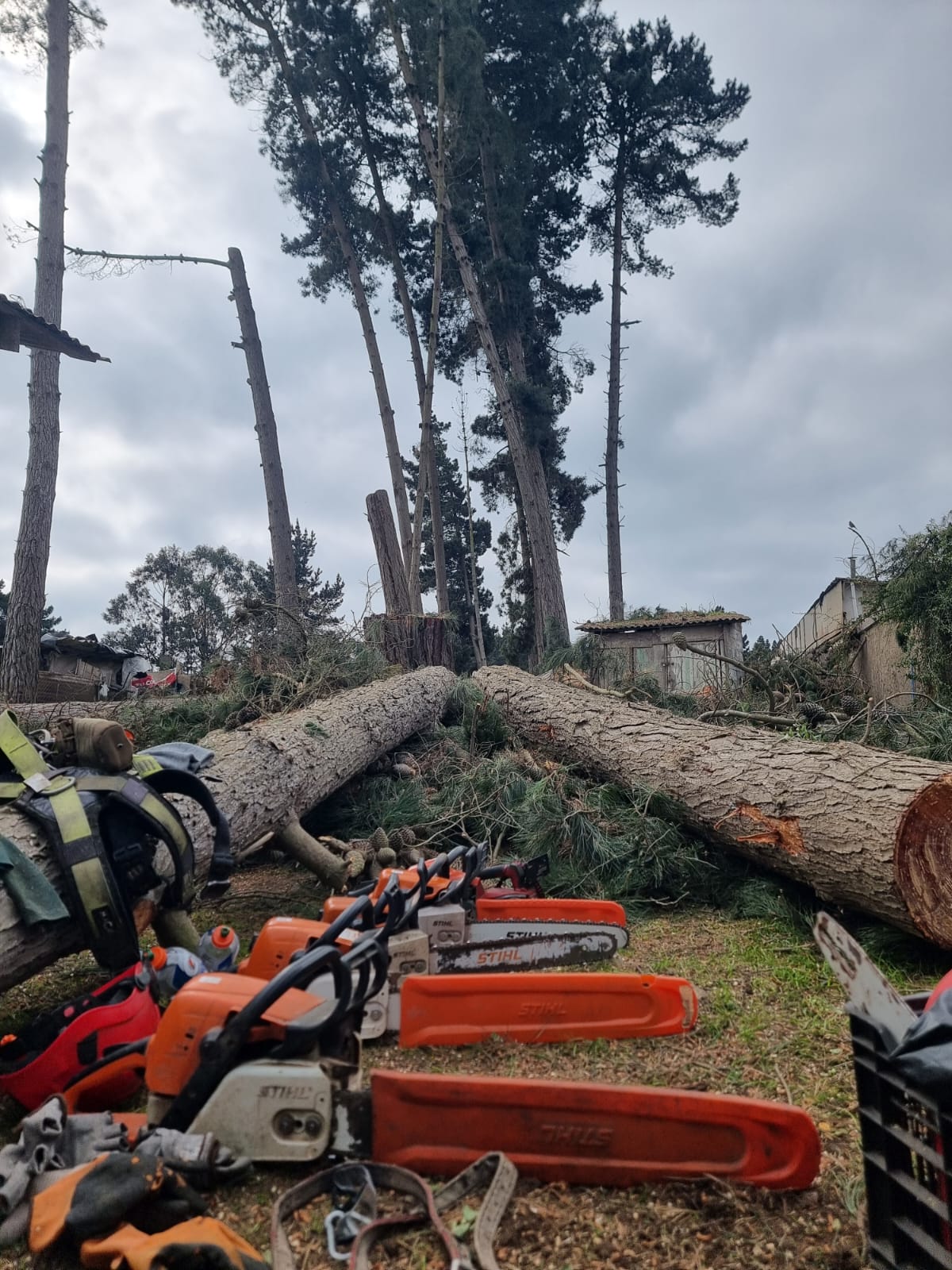 MB Arboristas Chile - Santiago - Tree Stump Grinding and Removal
