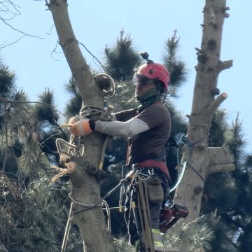 MB Arboristas Chile - Santiago - Shrub Removal