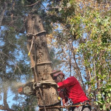 MB Arboristas Chile - Santiago - Seeding
