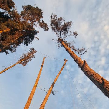 MB Arboristas Chile - Santiago - Lawn Mowing and Trimming