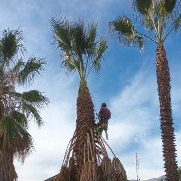 MB Arboristas Chile - Santiago - Multi Service Lawn Care