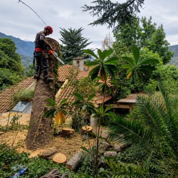 MB Arboristas Chile - Santiago - Tree Trimming and Maintenance