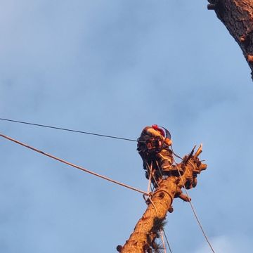 MB Arboristas Chile - Santiago - Aeration