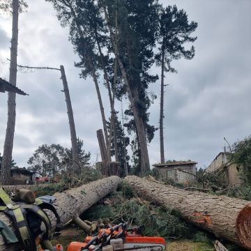 MB Arboristas Chile - Santiago - Tree Stump Grinding and Removal