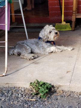 Dog Hotel