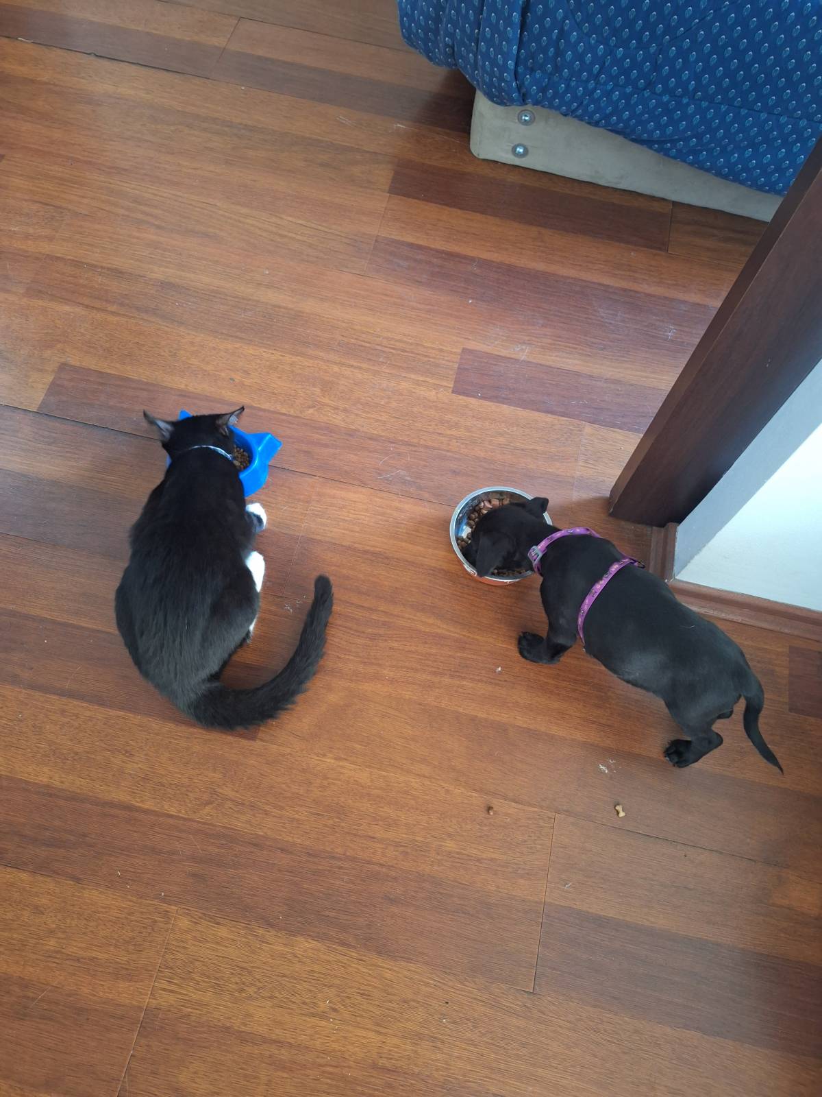 María Paz D. Ortega - Santiago - Dog Sitting