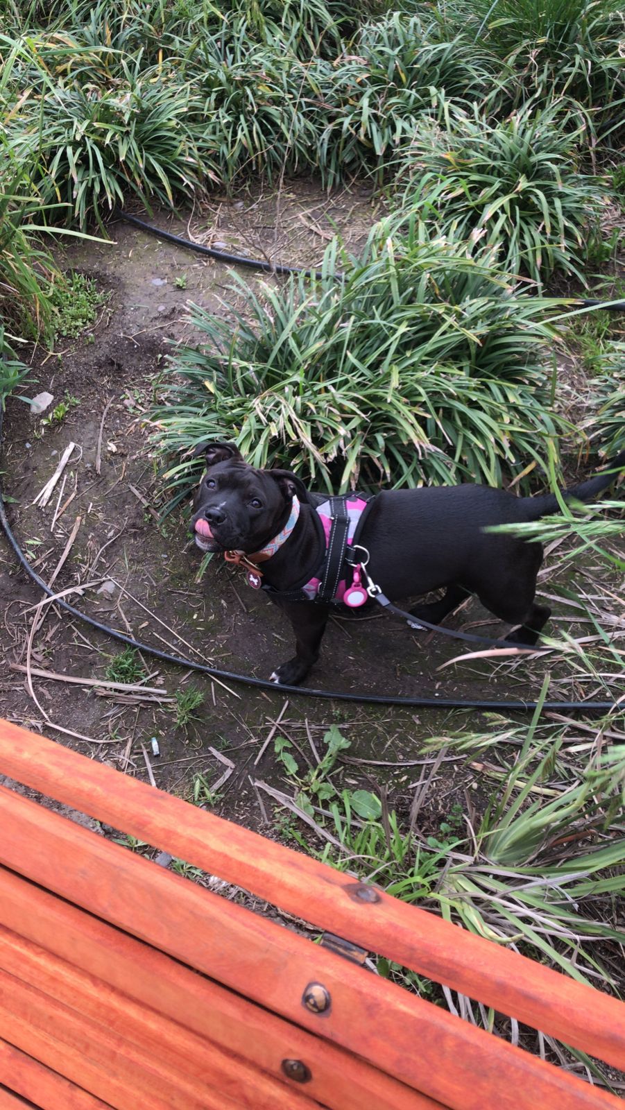 María Paz D. Ortega - Santiago - Pet Sitting