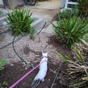 María Paz D. Ortega - Santiago - Dog Walking