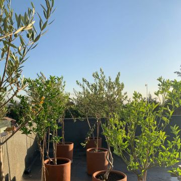 Oh!Da Green - Santiago - Drip Irrigation System Maintenance