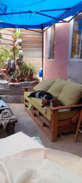 Dog Hotel