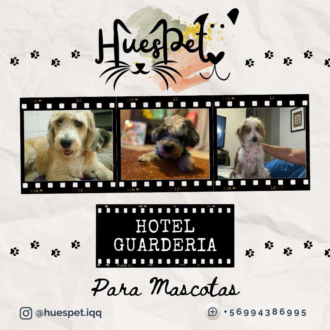 Huespet.Iqq - Iquique - Hospedaje de perros