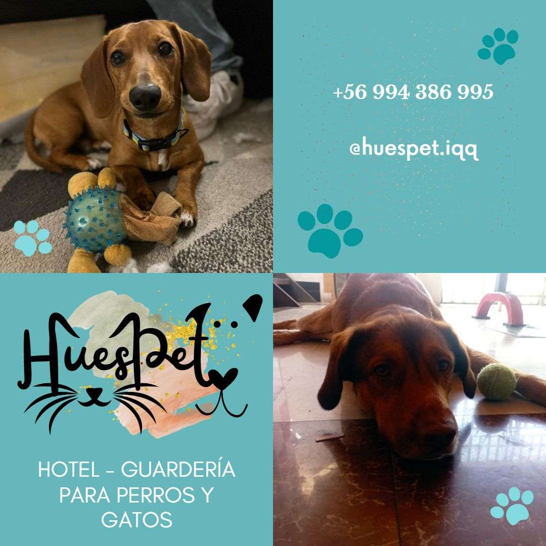 Huespet.Iqq - Iquique - Dog Hotel