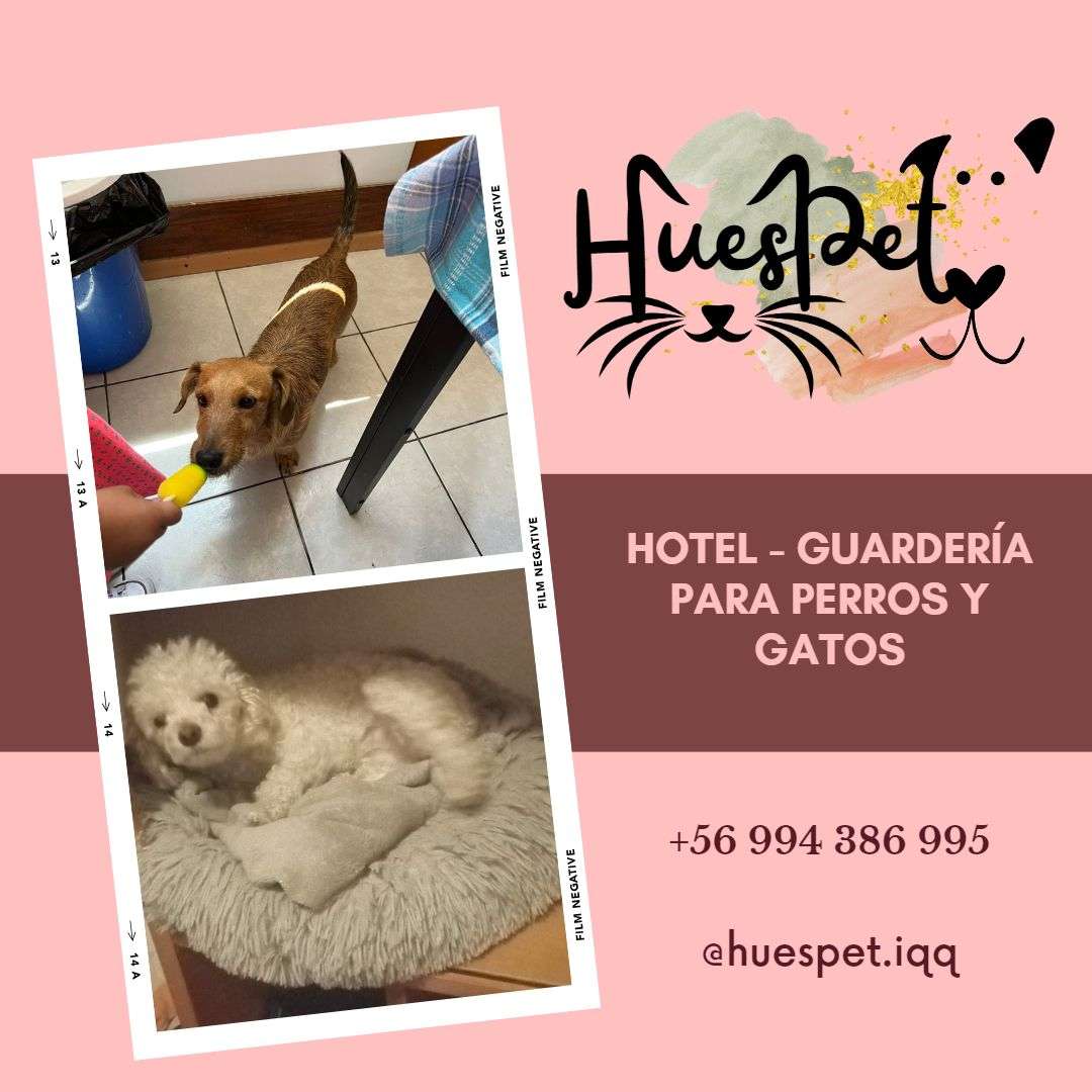 Huespet.Iqq - Iquique - Hospedaje y guarderías de mascotas