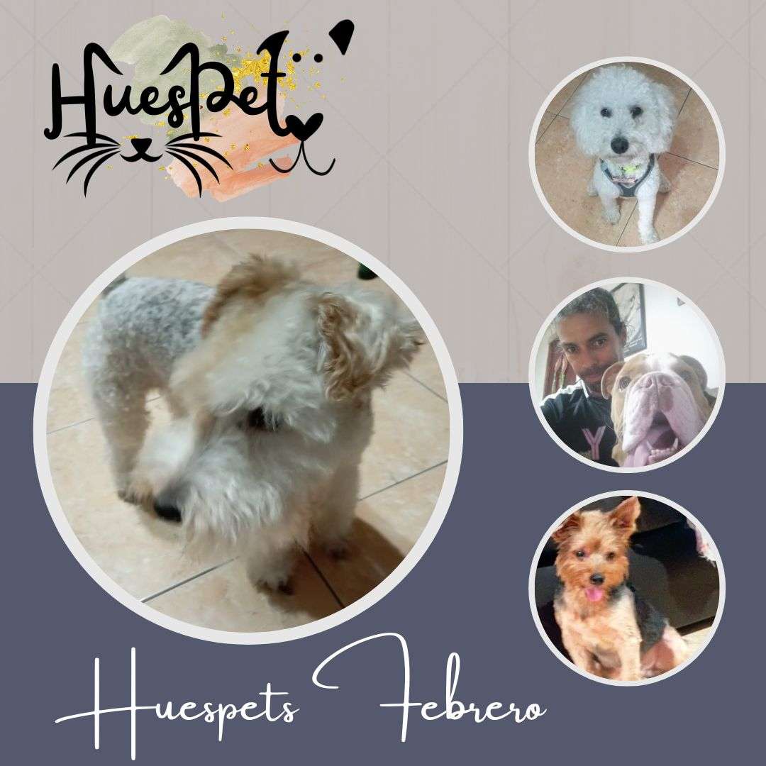 Huespet.Iqq - Iquique - Guardería para perros