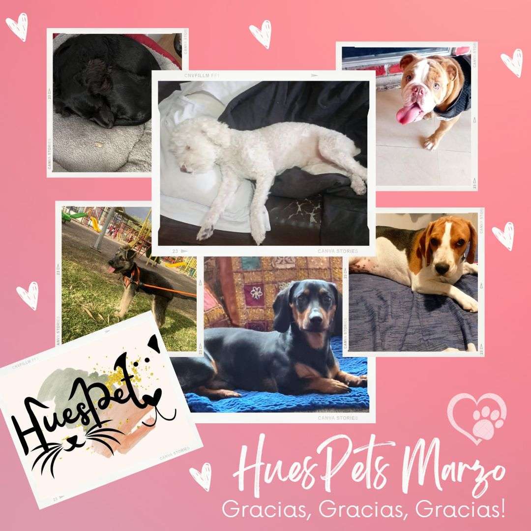 Huespet.Iqq - Iquique - Dog Hotel