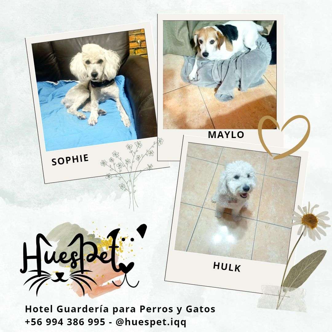 Huespet.Iqq - Iquique - Hospedaje de perros