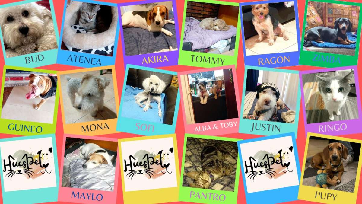 Huespet.Iqq - Iquique - Dog Daycare
