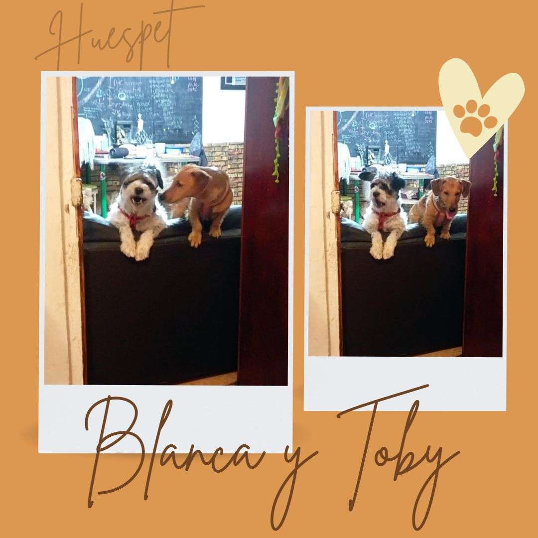 Huespet.Iqq - Iquique - Dog Daycare