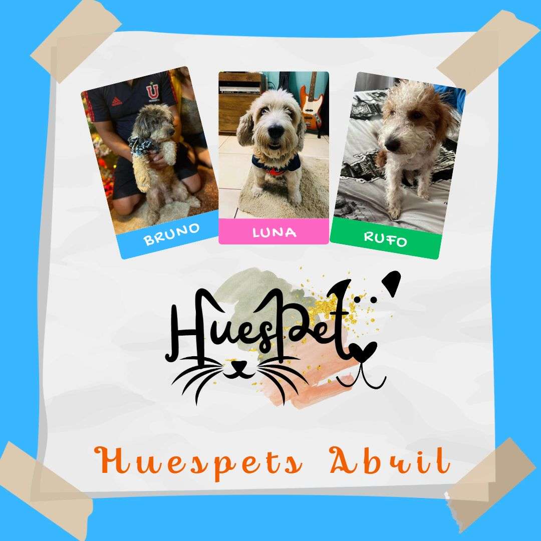 Huespet.Iqq - Iquique - Hotel for Cats