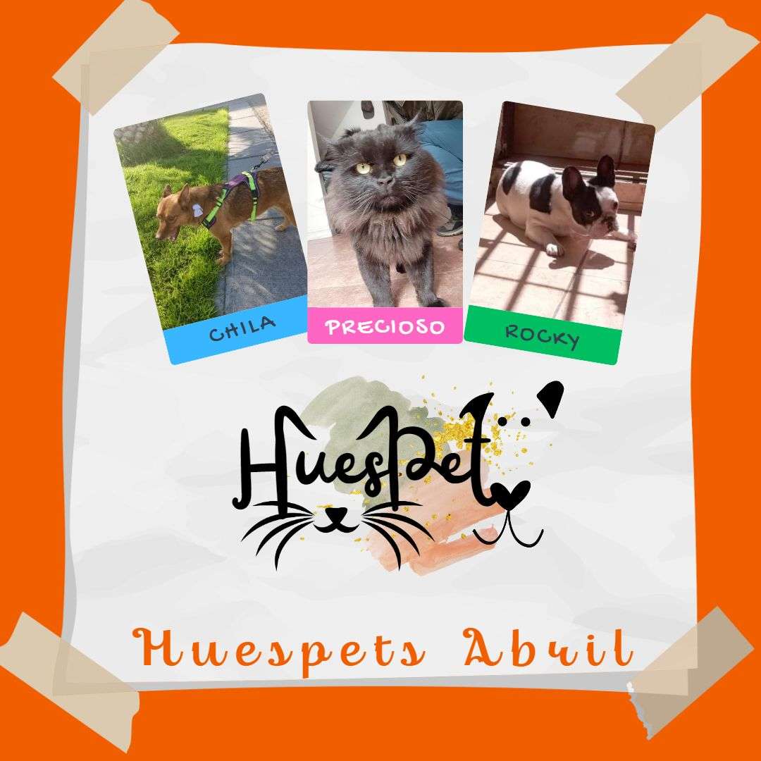 Huespet.Iqq - Iquique - Pet Boarding and Daycare