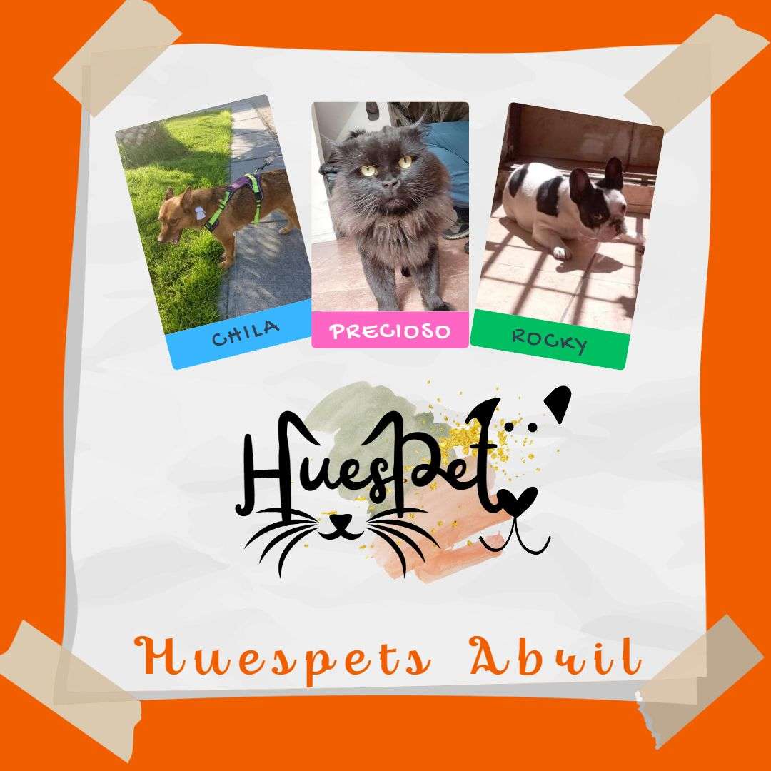 Huespet.Iqq - Iquique - Hospedaje y guarderías de mascotas