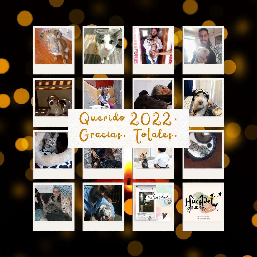Huespet.Iqq - Iquique - Pet Boarding and Daycare