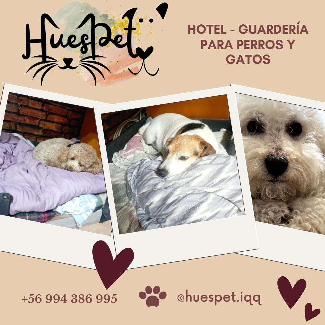 Huespet.Iqq - Iquique - Hospedaje de mascotas