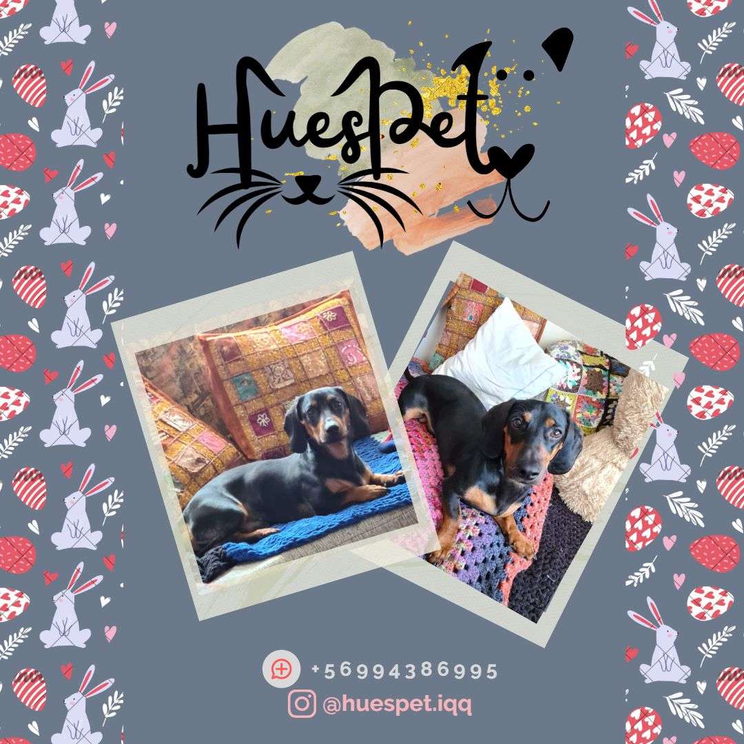 Huespet.Iqq - Iquique - Hotel for Cats