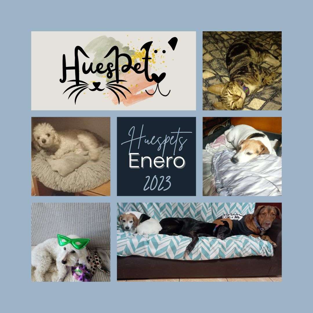 Huespet.Iqq - Iquique - Hotel for Cats