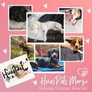 Huespet.Iqq - Iquique - Dog Hotel