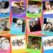 Huespet.Iqq - Iquique - Dog Daycare