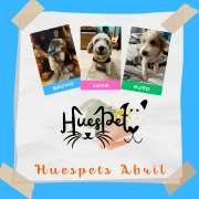 Huespet.Iqq - Iquique - Hotel for Cats