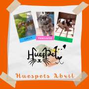 Huespet.Iqq - Iquique - Hospedaje y guarderías de mascotas