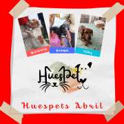 Huespet.Iqq - Iquique - Hospedaje de mascotas