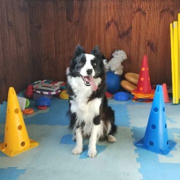 Entiende a tu perro - Concepción - Dog Training - Private Lessons