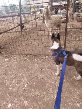 Hospedaje de perros
