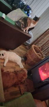 House Sitting e Gestão de Propriedades - Casa