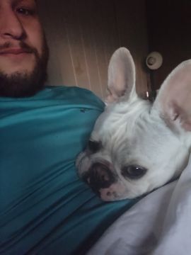 House Sitting e Gestão de Propriedades