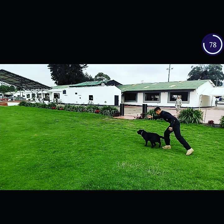 Adiestramiento canino Educ - Tamarugal - Dog Training - Private Lessons