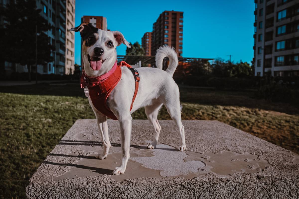 Corazón de Melón - Fotografía - Santiago - Fotografía de mascotas