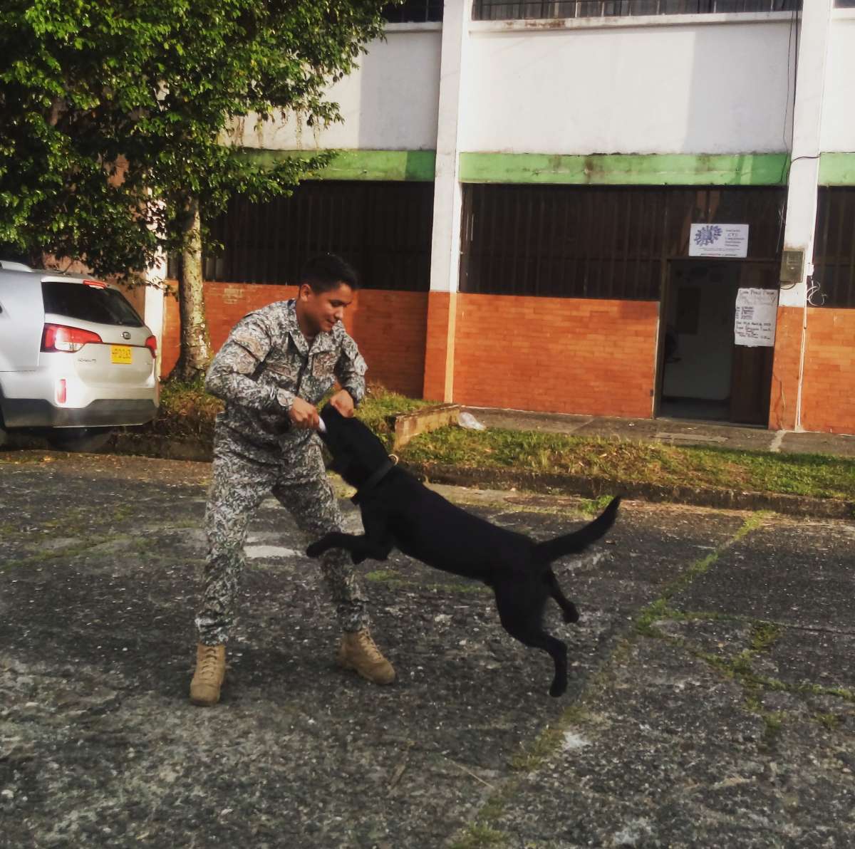 Adiestramiento canino Educ - Tamarugal - Dog Training - Private Lessons