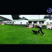 Adiestramiento canino Educ - Tamarugal - Dog Training - Private Lessons