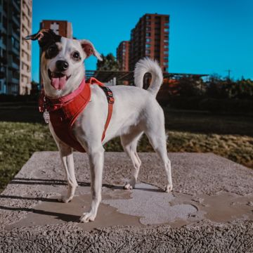 Corazón de Melón - Fotografía - Santiago - Fotografía de mascotas