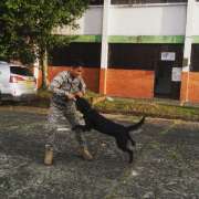 Adiestramiento canino Educ - Tamarugal - Dog Training - Private Lessons