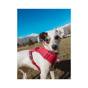 Corazón de Melón - Fotografía - Santiago - Servicios de Transmisión de Vídeo y Webcasting